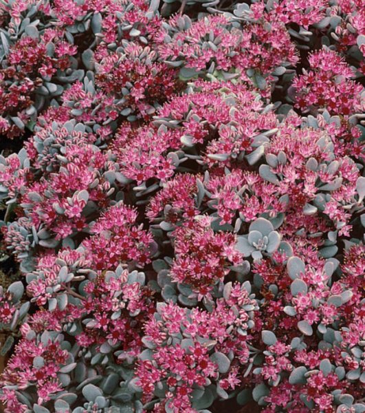 Sedum x hybridum 'Sunsparkler Blue Elf'